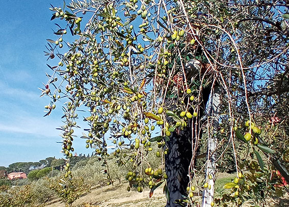 LaCannella_Agriturismo_Olio